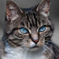 caocidadao_gato