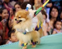 caocidadao_carnaval_interna
