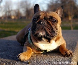 bulldog-frances_interna