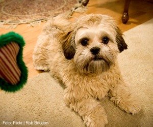 racas-lhasa-apso_interna