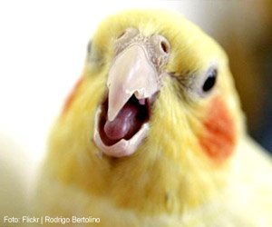 aves-que-arrancam-penas_interna