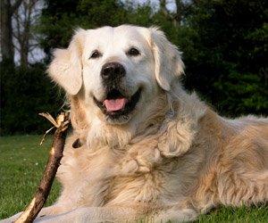 racas-golden_interna