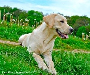 racas-labrador_interna