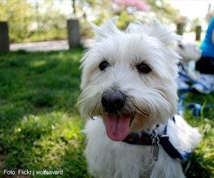 westies_interna