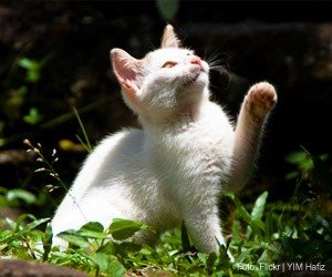 comando-gatos_interna
