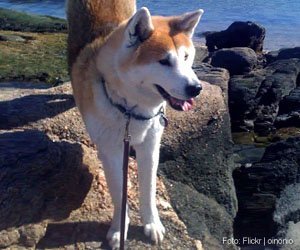 racas_akita_interna
