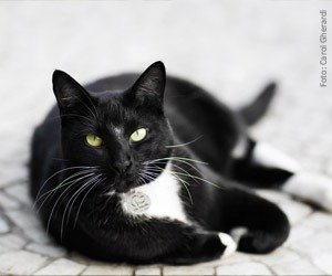 palestra-felinos_interna