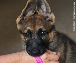 petcenter-mordida-filhote_interna