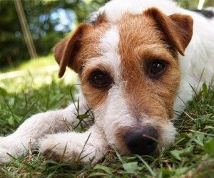 jack-russell_interna
