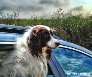 pet-automovel_interna