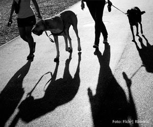 pet-passeio_interna
