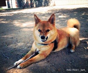 pet-voltou-agressivo_interna