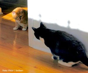 gatos-brigam_interna