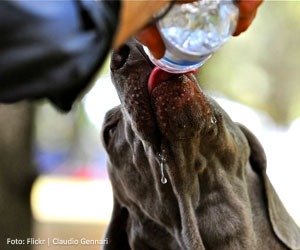 refrescar-pet_interna