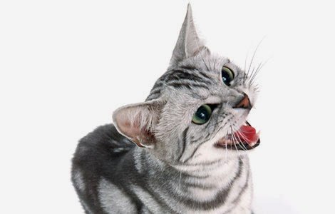 agressividade-felina