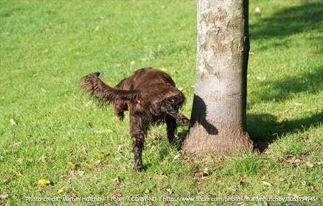 xixi