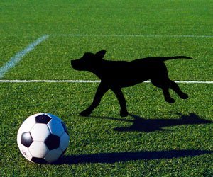 curiosidade-invadiu-campo_interna