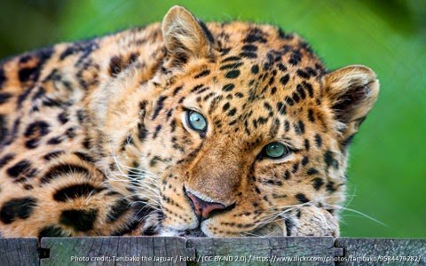 curiosidade-leopardo