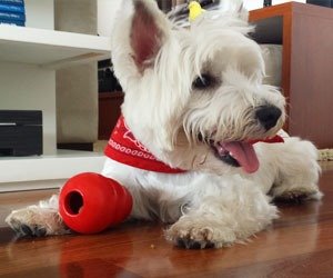 desafio-pet-bibi_interna