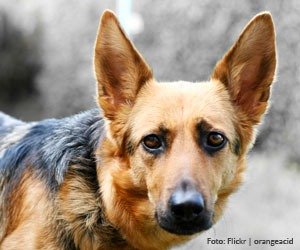 medo-veterinário_interna