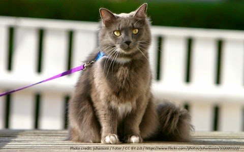 passeio-gato