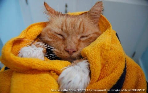 banho-no-gato