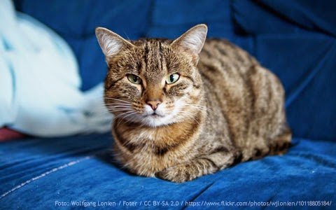 gato-arranha-sofa