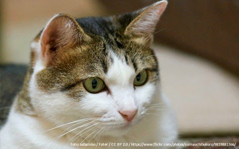 gato-mudanca