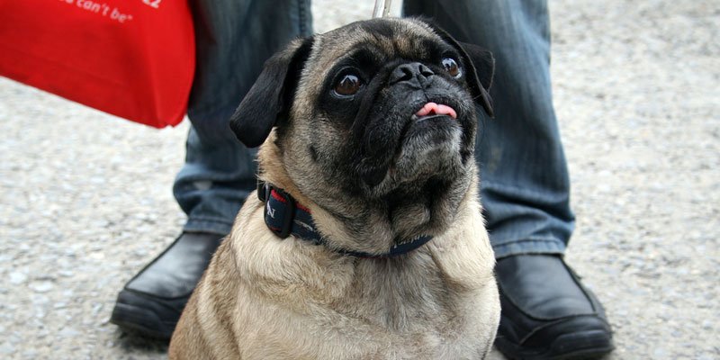 Photo credit: http://www.petsadviser.com / Foter / CC BY