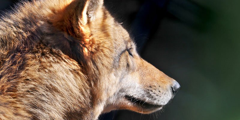 Photo credit: Tambako the Jaguar / Foter / CC BY-ND