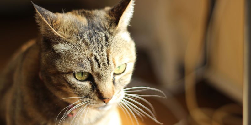 Photo credit: zaimoku_woodpile / Foter / CC BY