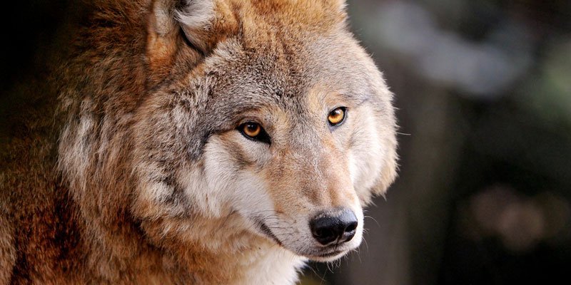 Photo credit: Tambako the Jaguar / Foter / CC BY-ND