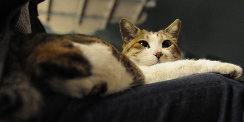 Photo credit: hisashi_0822 / Foter / CC BY-SA