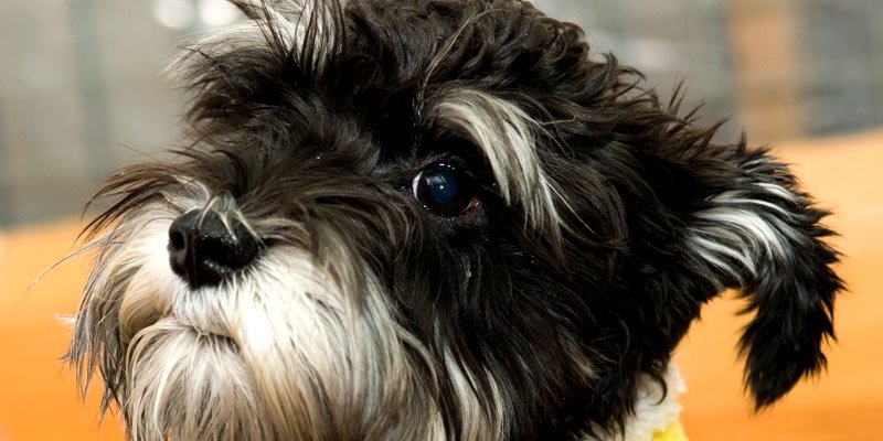dicas_medo_de_veterinario