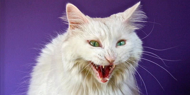 gatos-agressivos