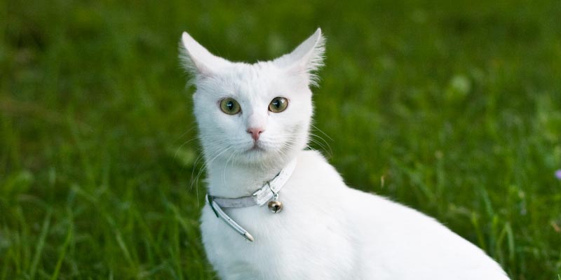 Photo credit: eirikso / Foter / CC BY-SA