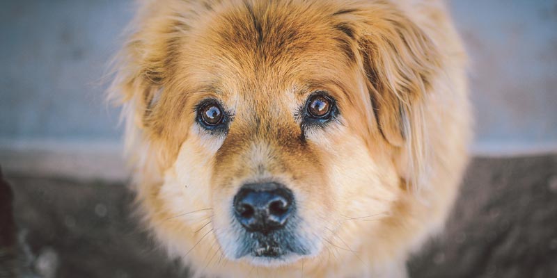 dicas_interna_ensinandoocao