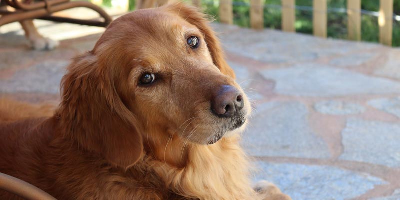 https://pixabay.com/pt/retriever-dourado-c%C3%A3o-%C3%A0-procura-1092081/