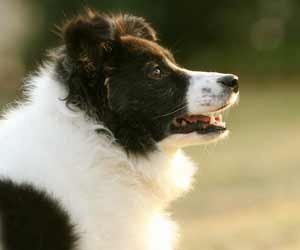 noticias_interna_eventos_petz