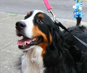 noticias_interna_caminhada_dog_up