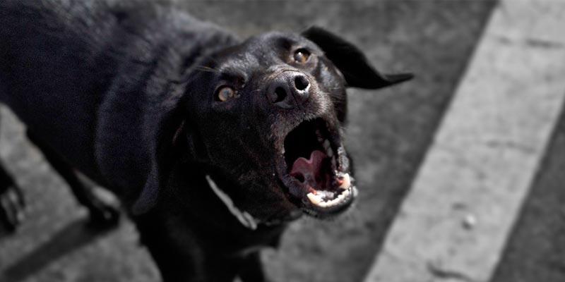 https://www.flickr.com/photos/alpharios101/3341315957/