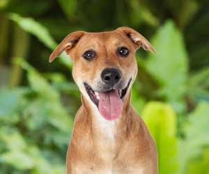 cão_cidadão_no_rio_de_janeiro