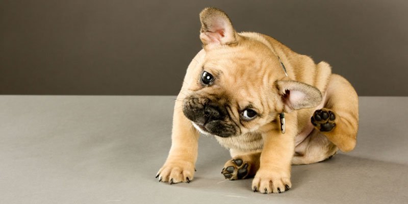 http://www.chelseadogs.com/blog/what-to-do-if-your-pet-has-fleas/