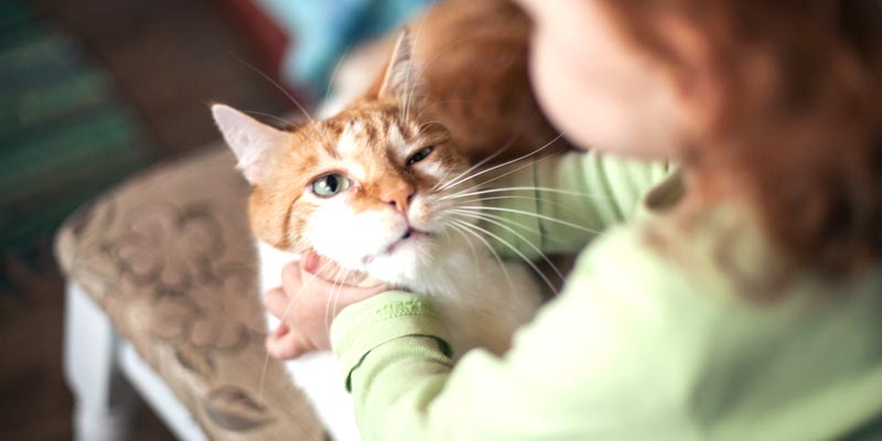 dicas_interna_gatos_e_bebes
