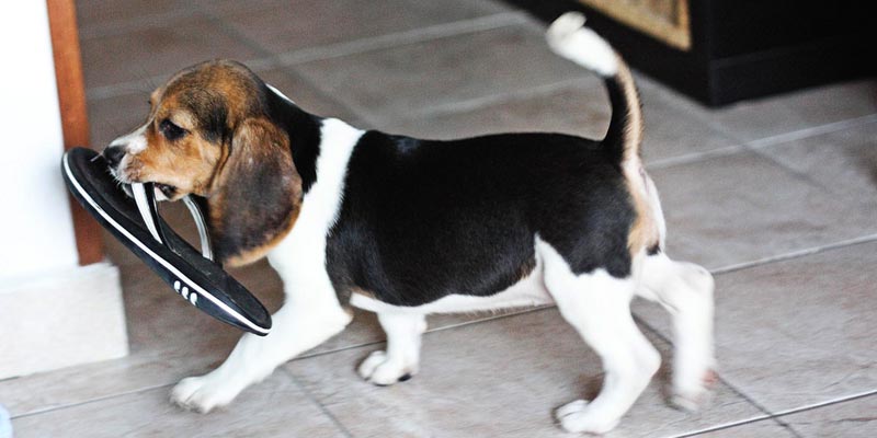 dicas_interna-cachorros-destroem-na-presenca-dos-donos