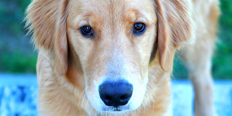 dicas_interna-canal-do-pet