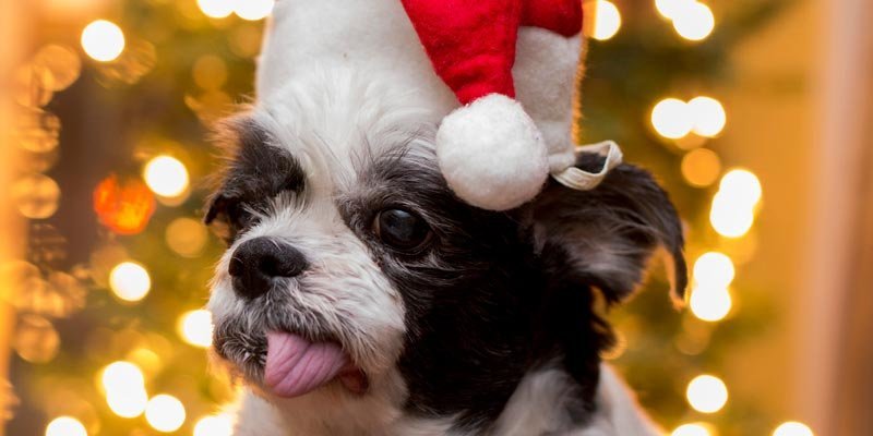 dicas_interna-natal