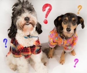 noticias_interna-quiz-cc