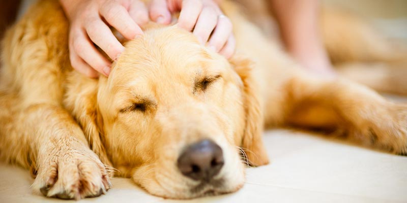 dicas_interna-massagem-pet