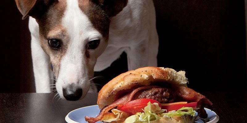 dicas_interna-comida